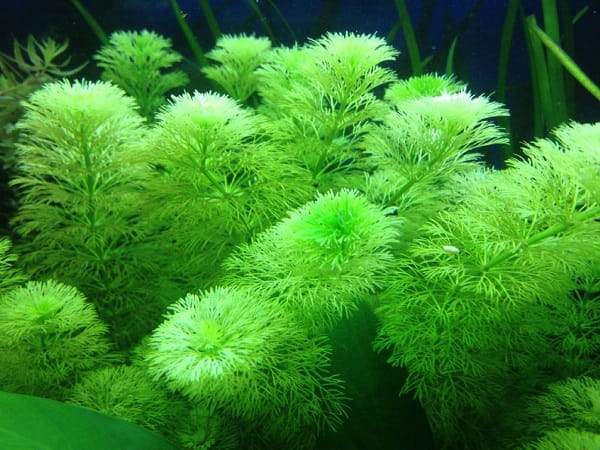 Limnophila sessiliflora Bezszypułkowa in vitro 5 sadzonek